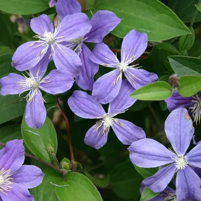 Waldrebe Arabella - Clematis integrifolia Arabella günstig kaufen