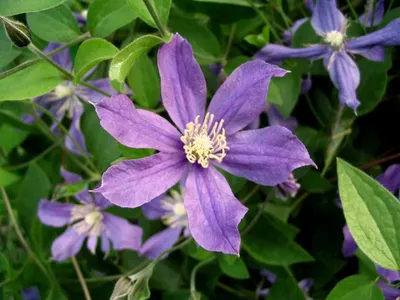Herbaceous Clematis: Choosing and Growing the Best Herbaceous Clematis |  Gardens Illustrated