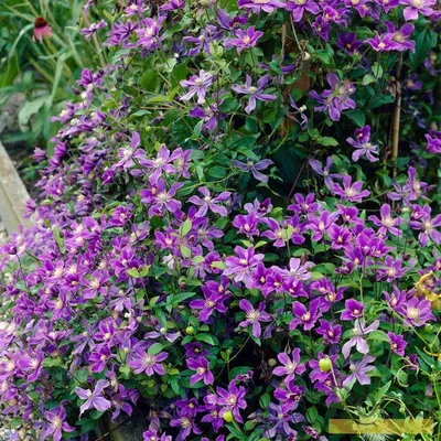 Дизайн сада Kristina Clode - клематис 'Arabella' непрерывно цветет в течение нескольких недель обилием сиренево-голубых цветов. Это не вьющийся полутравянистый клематис, обрезанный почти до
