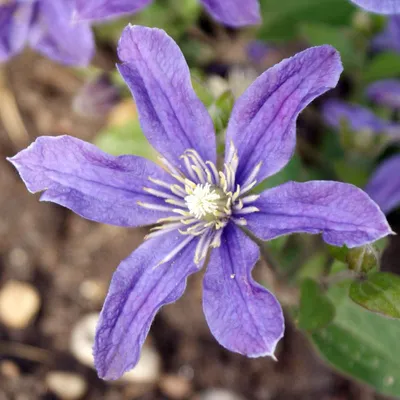 Клематисы: Clematis ARABELLA