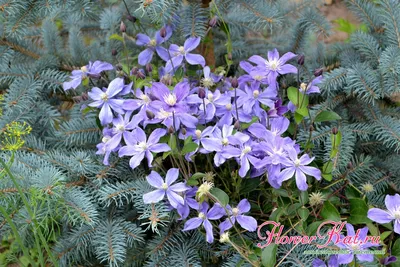 Clematis Arabella, Blooms all summer into fall | Clematis, Sommer, Garten