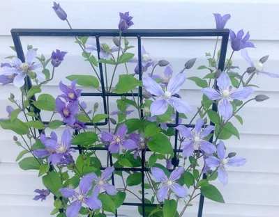 Waldrebe 'Arabella' Clematis integrifolia 'Arabella' | Pflanzen für d