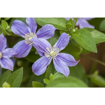 Staudenclematis 'Arabella' | Clematis online kaufen