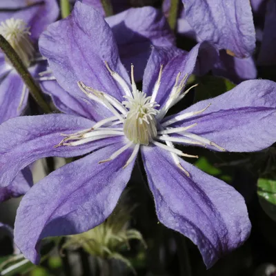 Clematis, Waldrebe 'Arabella': Lubera.de