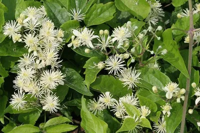 Клематис виноградолистный (Clematis vitalba) - Флора Питомник - плодовый и  садовый питомник растений, продажа саженцев и рассады на весну 2021