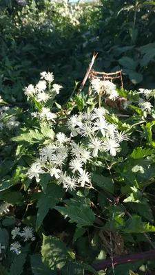 Ломонос виноградолистный (Clematis vitalba) - PictureThis