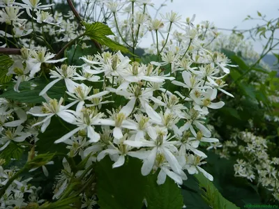 клематис ломонос виноградолистный белый clematis vitalba лиана  быстрорастущая корневище саженец 1шт