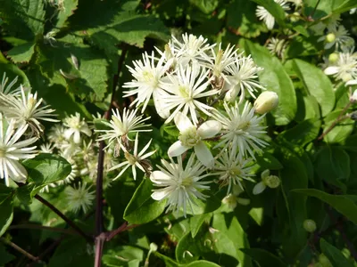 Clematis vitalba - Изображение особи - Плантариум