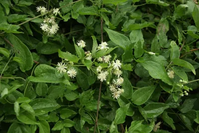 Ломонос виноградолистный (Clematis vitalba) | Дикий Юг