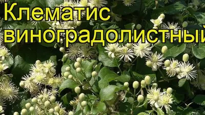 Клематис виноградолистный. Краткий обзор, описание характеристик clematis  vitalba - YouTube