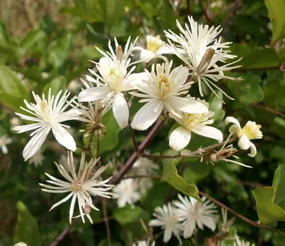 Ломонос виноградолистный - Clematis vitalba L. (Лютиковые - Ranunculaceae  Juss.)