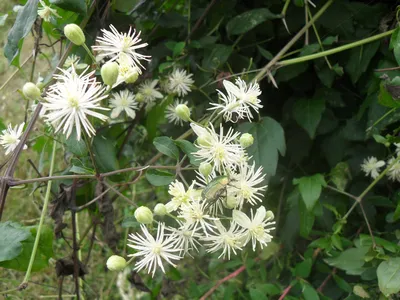 Ломонос (Clematis)