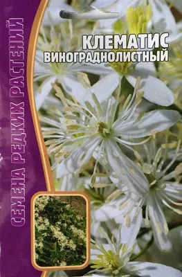 Клематис Винограднолистный купить в Москве в интернет-магазине Семена цветов