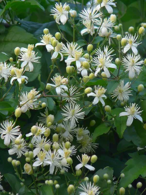 Clematis vitalba - Изображение особи - Плантариум