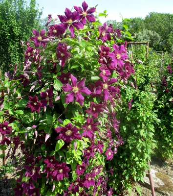 Ломонос (Clematis)