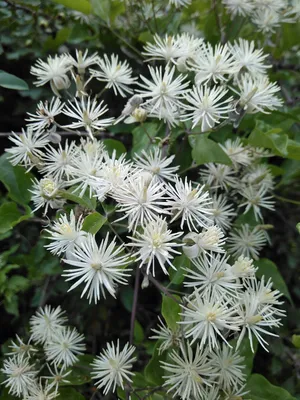 Clematis vitalba - Изображение особи - Плантариум