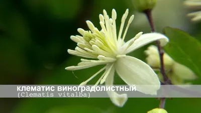 Клематис виноградолистный - YouTube