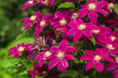 Клематис (Clematis Red Passion BR) - Клематисы с ОКС - Каталог -  PlantMarket.ru