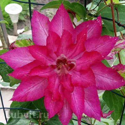 Клематисы Клематис Ред Стар (Clematis Red Star) купить по цене 450 руб. |  Доставка Смоленск, Москва, СпБ