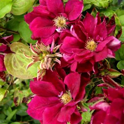 КЛЕМАТИС Clematis Rouge Cardinal SB-pot в Ленинградской области и СПб.