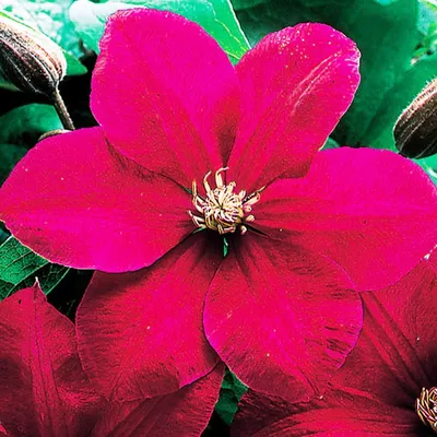 Картинка Листва красная Цветы Ломонос
