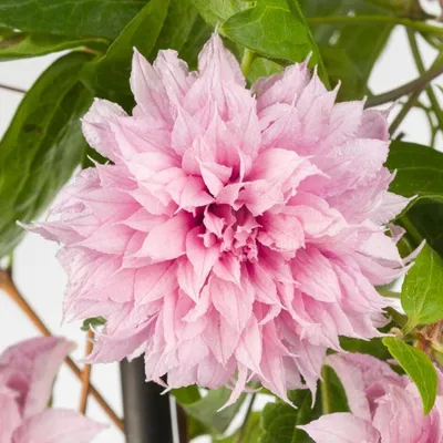 Розовый махровый морозостойкий клематис Мульти Пинк Clematis Multi Pink