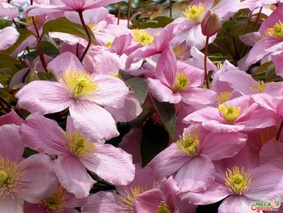 Купить Искусственное растение Клематис на лозе, бело-розовый, высота 150  см, для напольного кашпо от бренда IDEALIST с доставкой