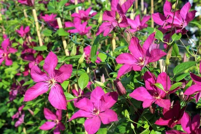 Клематис Бетти Рисдон. (Clematis Betty Risdon) купить в интернет-магазине  ЦВІТСАД с доставкой по Украине