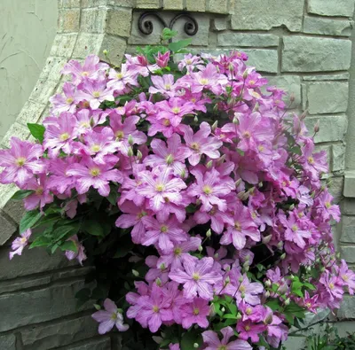 Розовый клематис Комтис де Бушауд Clematis Comtesse de Bouchaud