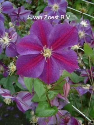 Star of India | Clematis 'Star of India' online kaufen