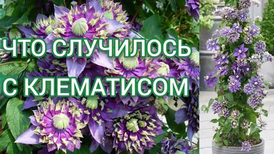 Клематис Тайга 3 группа обрезки Срочная Пересадка🌸 Никогда так не делайте!  Мой сад с нуля - YouTube