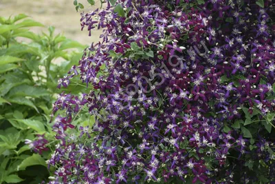 Клематис Тайга (Clematis Taiga) - описание сорта, фото, саженцы, посадка,  особенности ухода. Дачная энциклопедия.