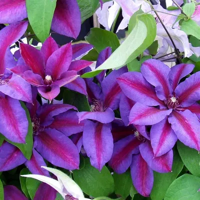 Clematis Baltuk - Клематис