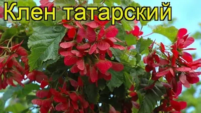 Клен татарский. Краткий обзор, описание характеристик, где купить саженцы, большое количество клена татарского - YouTube