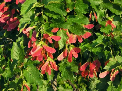 Файл:Acer tataricum (плоды).jpg — Wikimedia Commons
