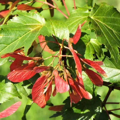Клен татарский (Acer tataricum) - Русский питомник и садоводческий центр
