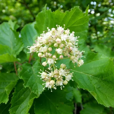 Клен татарский (Растения Тюменской области и Тюмени. Часть 2.) · iNaturalist