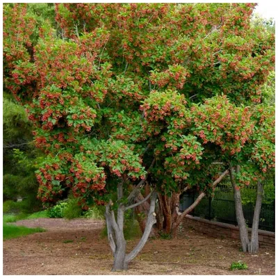 Клён татарский Гиннала(Acer tataricum ginnala)