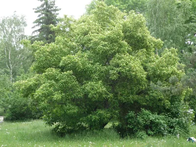 Коллекция растений ЦБС СО РАН - Acer tataricum L. - Клен татарский