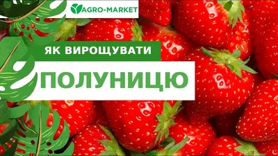 КЛУБНИКА АЛЬБА (ALBA), купить в Одессе, Киеве и Украине | Agro-Market