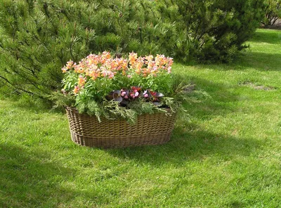 Клумба для дачи своими руками советы и идеи, красивый дизайн и оформление  цветника, как посадить растения на участке и в саду