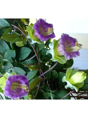 Кобея лазающая Фиолетовая, 5 шт Первые семена 11205537 купить в  интернет-магазине Wildberries