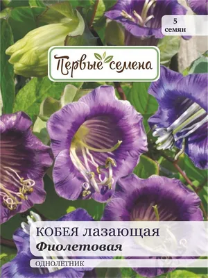 Кобея лазающая Фиолетовая, 5 шт Первые семена 11205537 купить в  интернет-магазине Wildberries