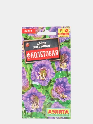 Кобея лазающая Фиолетовая, семена цветов за 110 ₽ купить в  интернет-магазине KazanExpress