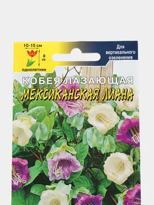 Семена цветов Кобея \"Мексиканская лиана\" за 72 ₽ купить в интернет-магазине  KazanExpress