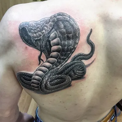 Татуировка на лопатке парня - кобра — KissMyTattoo.ru