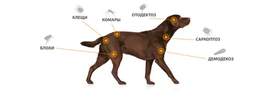 Наиболее распространенные заболевания кожи у кошек - Кожа вашей кошки -  Дуксо S3 RU