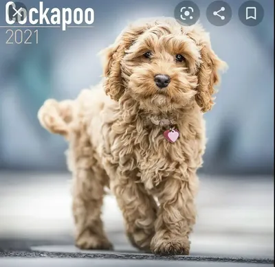 Кокапу (Кокер-пудель) | Cockapoo dog, Cockapoo puppies, Cool dog beds