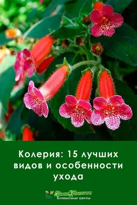 Колерия: 15 лучших видов и особенности ухода | Растения, Цветок, Комнатные  растения