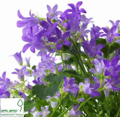 Кампанула портеншлага - Campanula portenschlagiana , цена | ГалСад